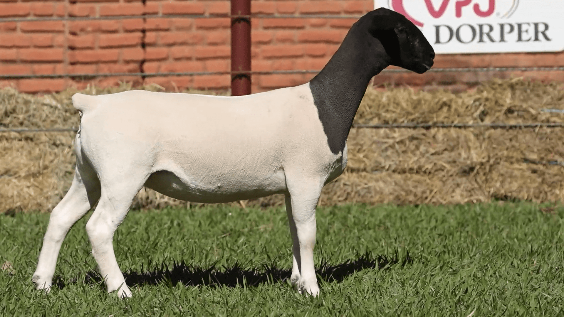 V.P.J. DORPER 5439
