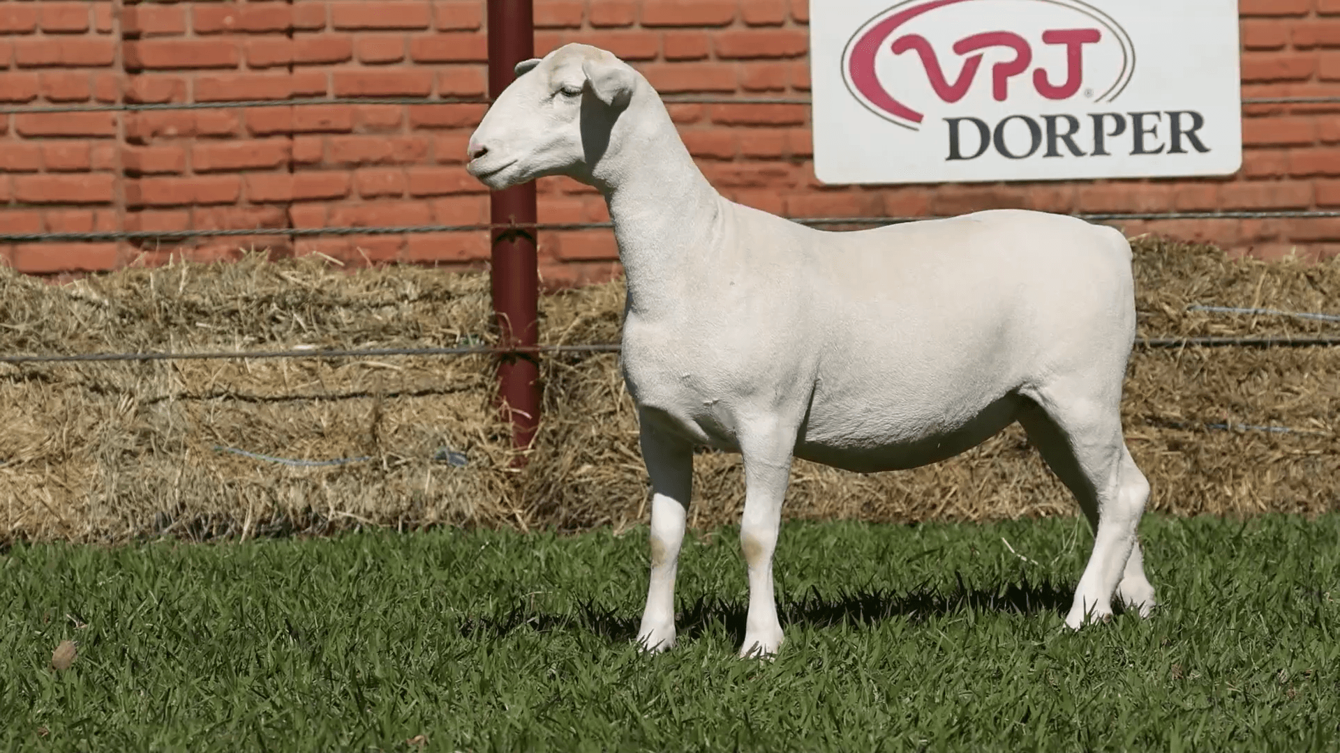 V.P.J. WDORPER 5441