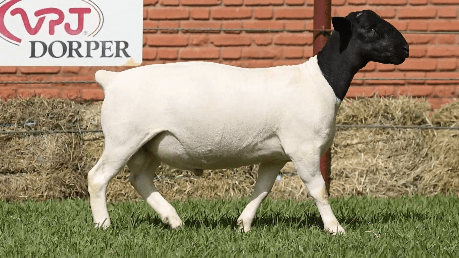 V.P.J. DORPER IA 5411