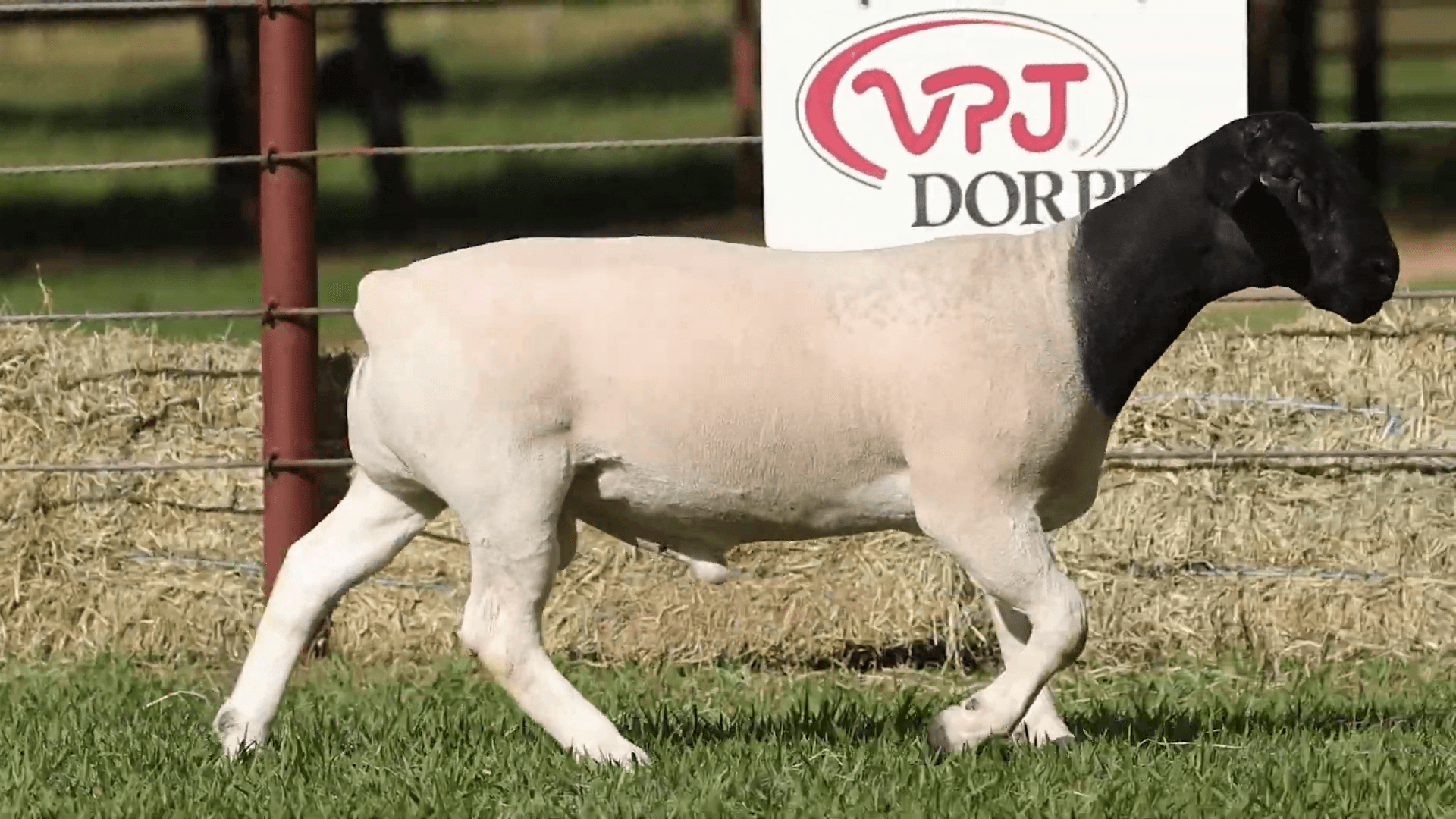 V.P.J. DORPER FIV 5365