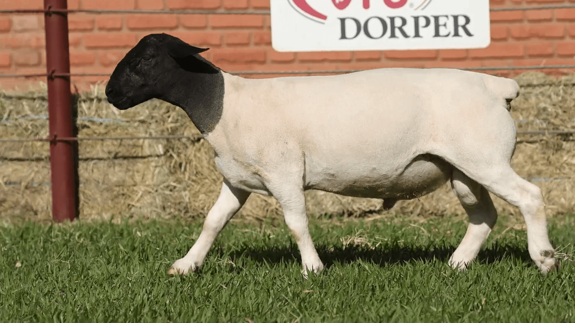 V.P.J. DORPER 5438