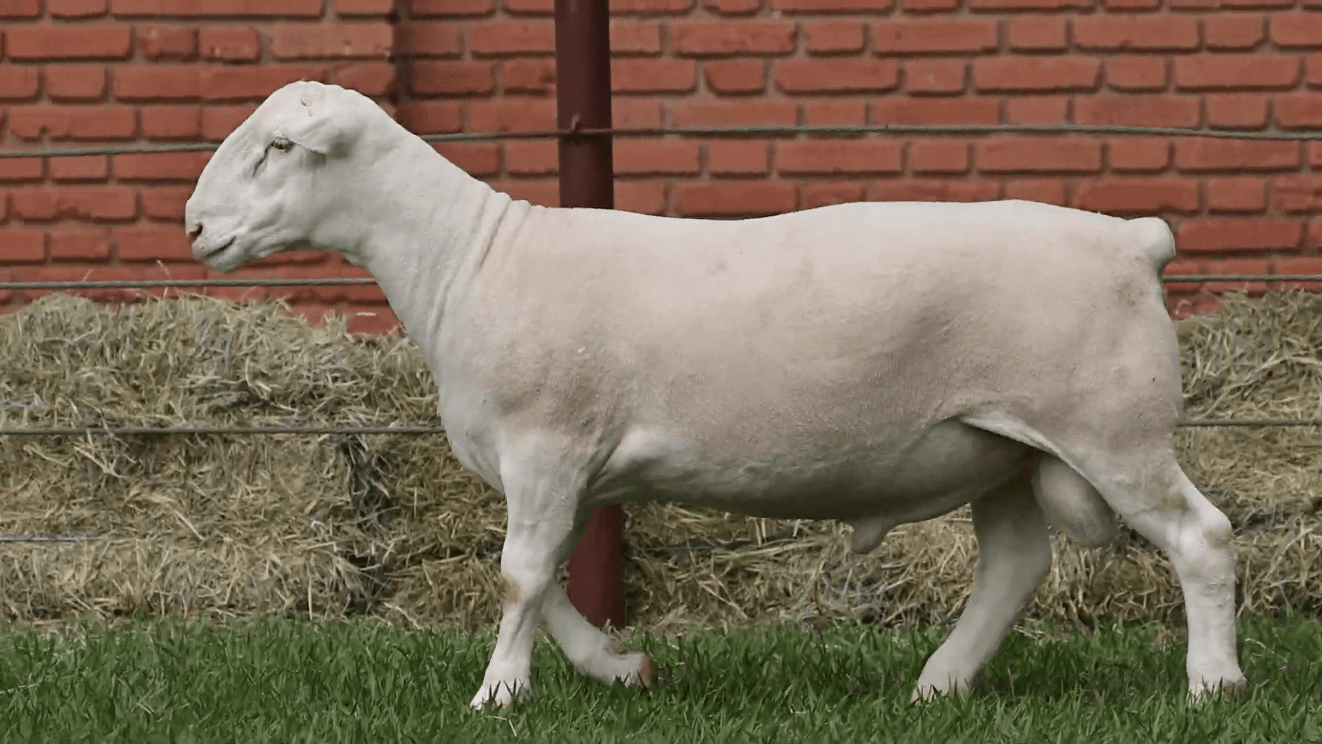 V.P.J. WDORPER IA 5389