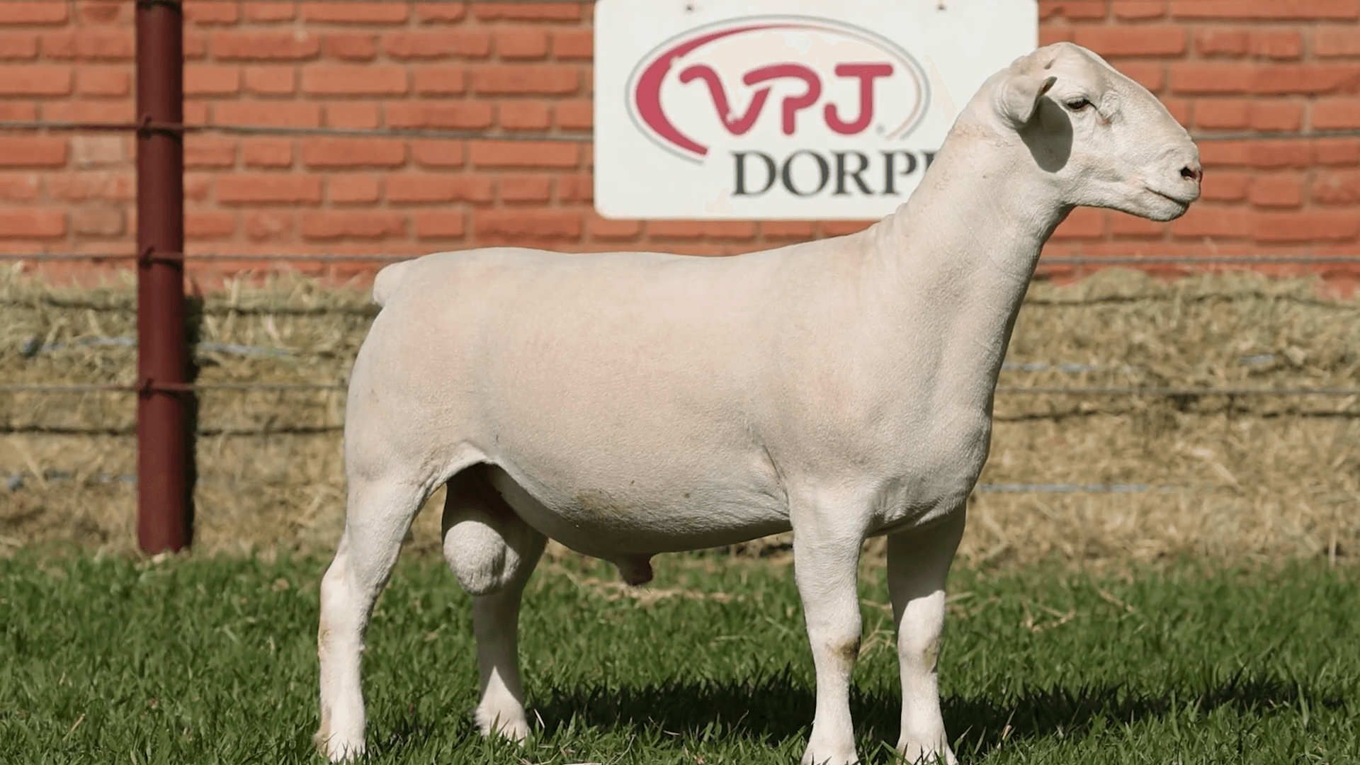 V.P.J. WDORPER IA 5328