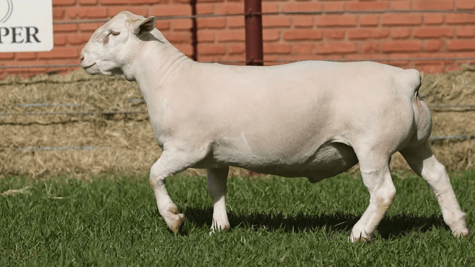 V.P.J. WDORPER IA 5399