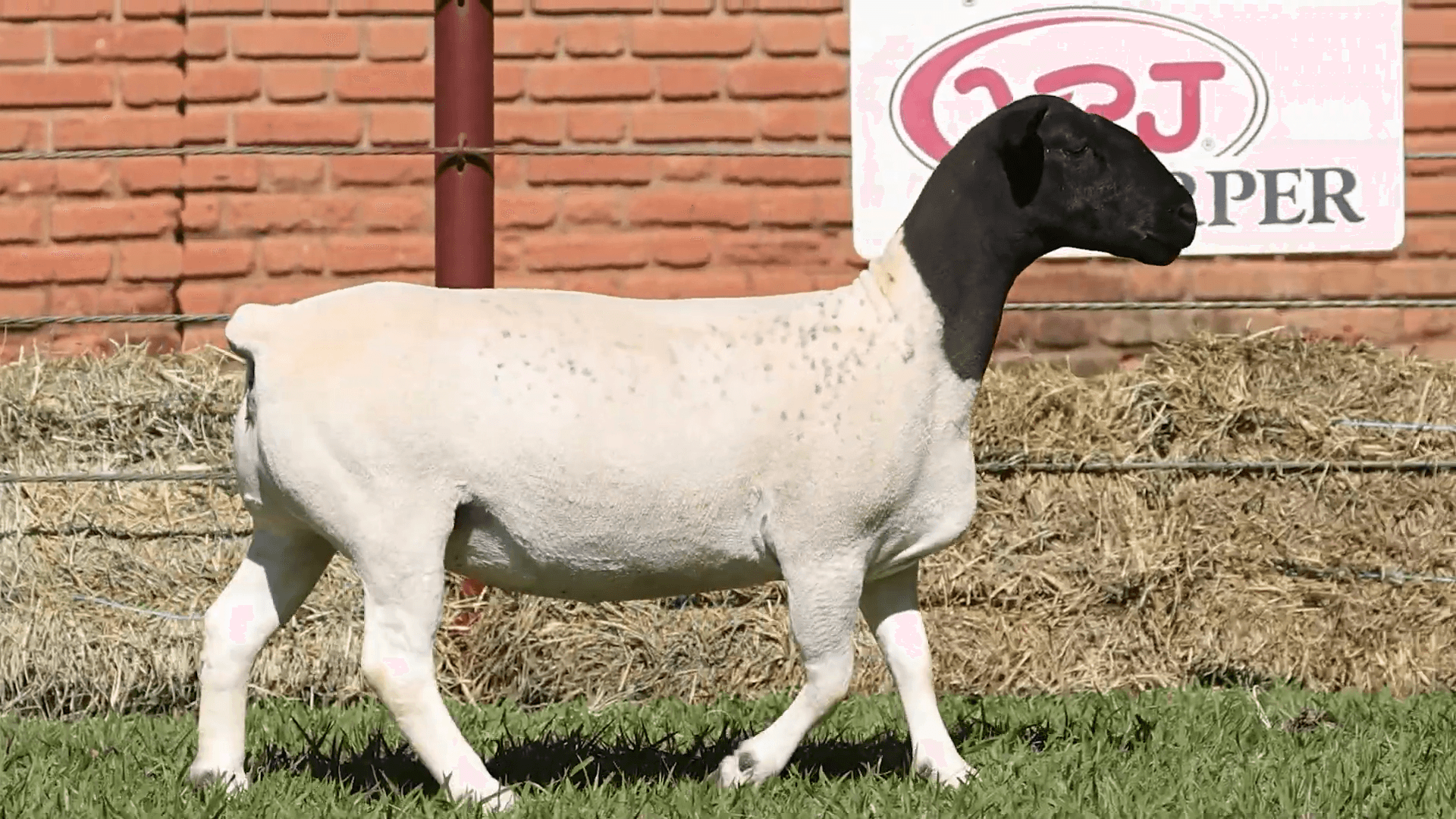 V.P.J. DORPER IA 4695