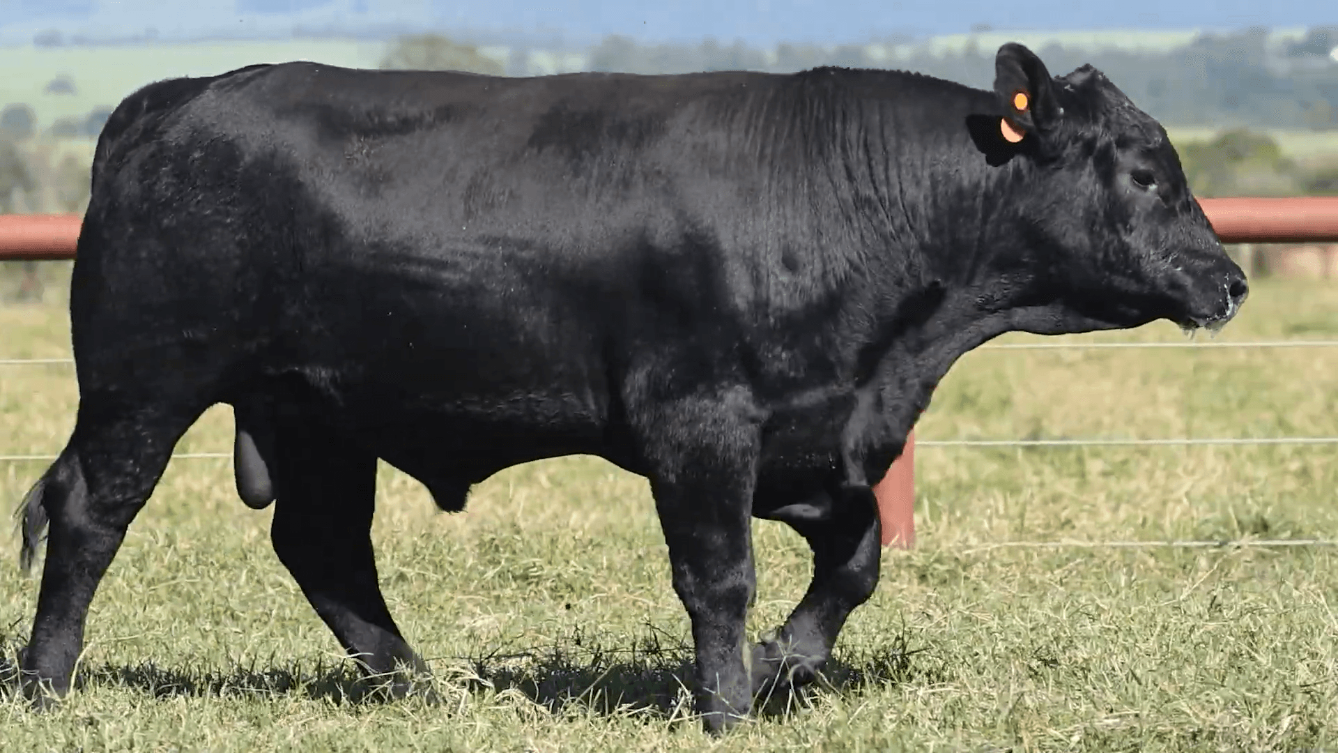VPJ PEYTON FIV1764