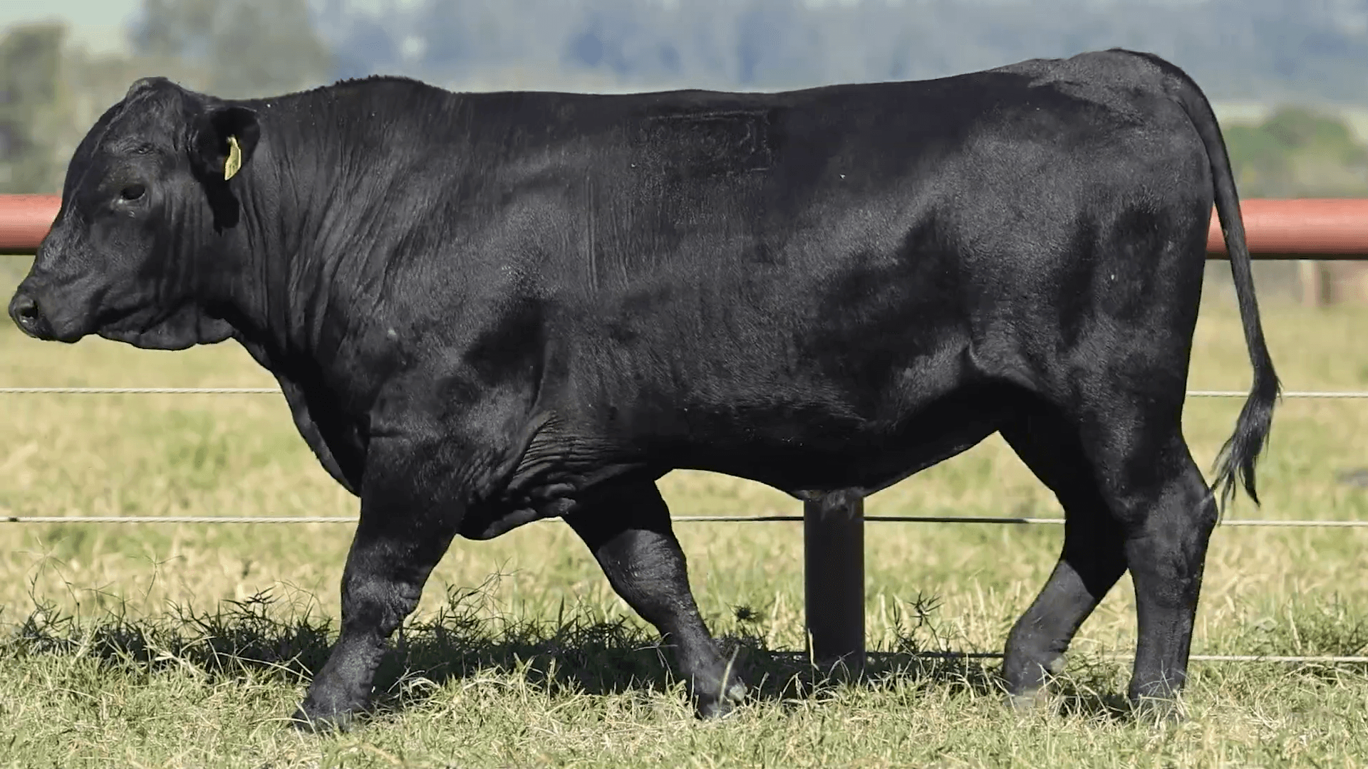 VPJ UB PEYTON FIV199