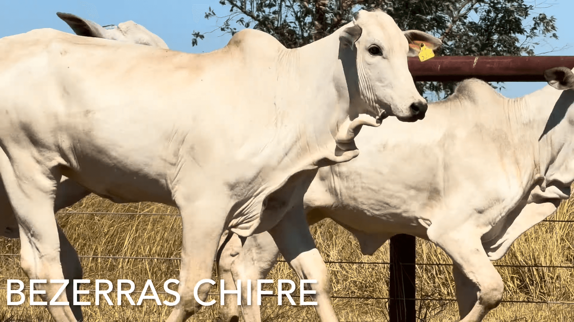 BEZERRAS COM CHIFRE