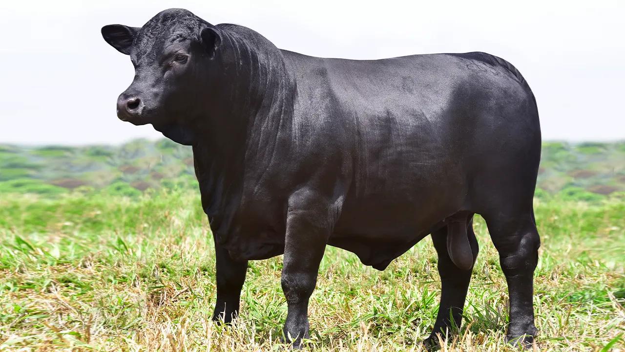 VPJ ATTUAL