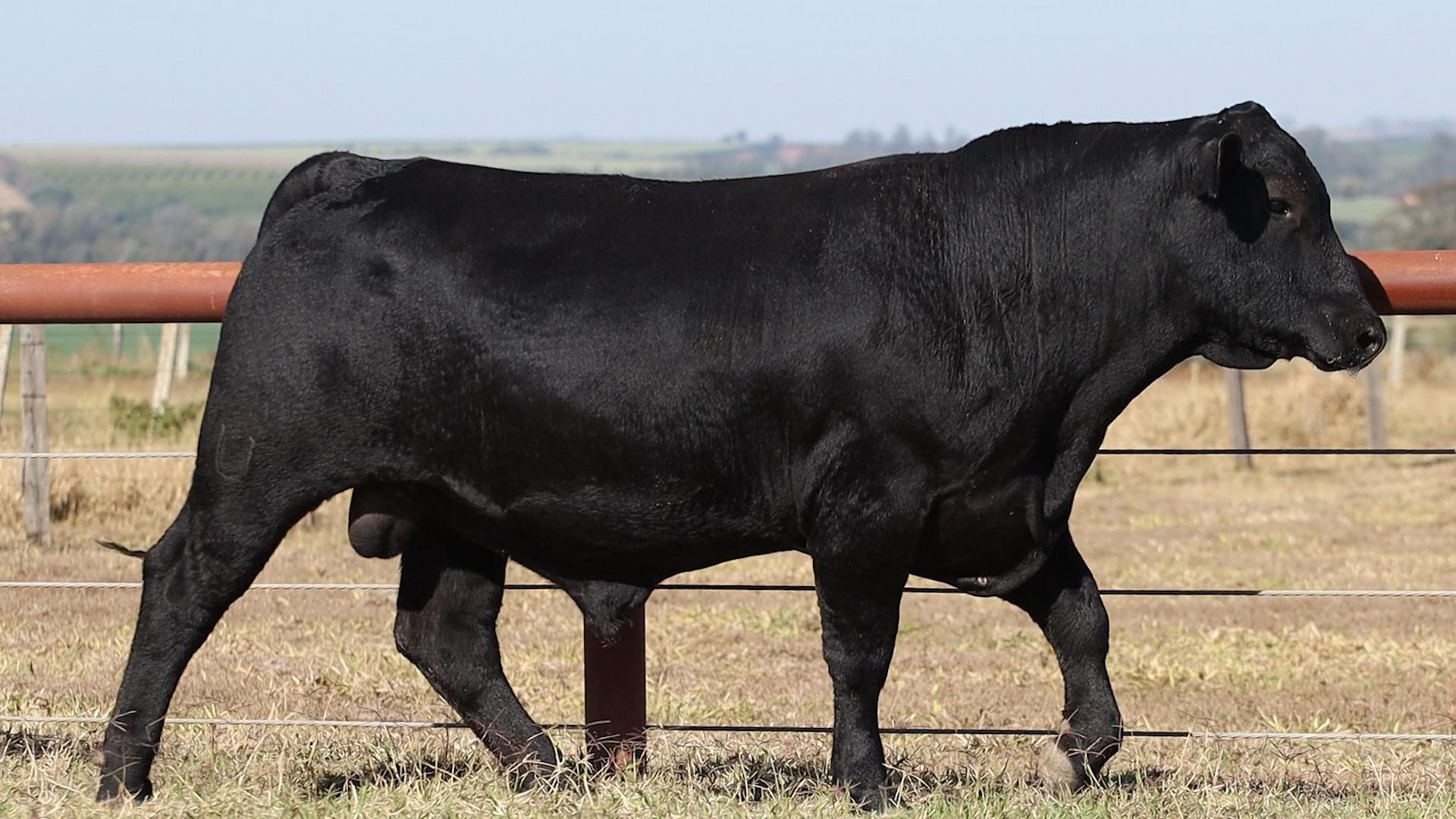 VPJ UB ASHLAND FIV134