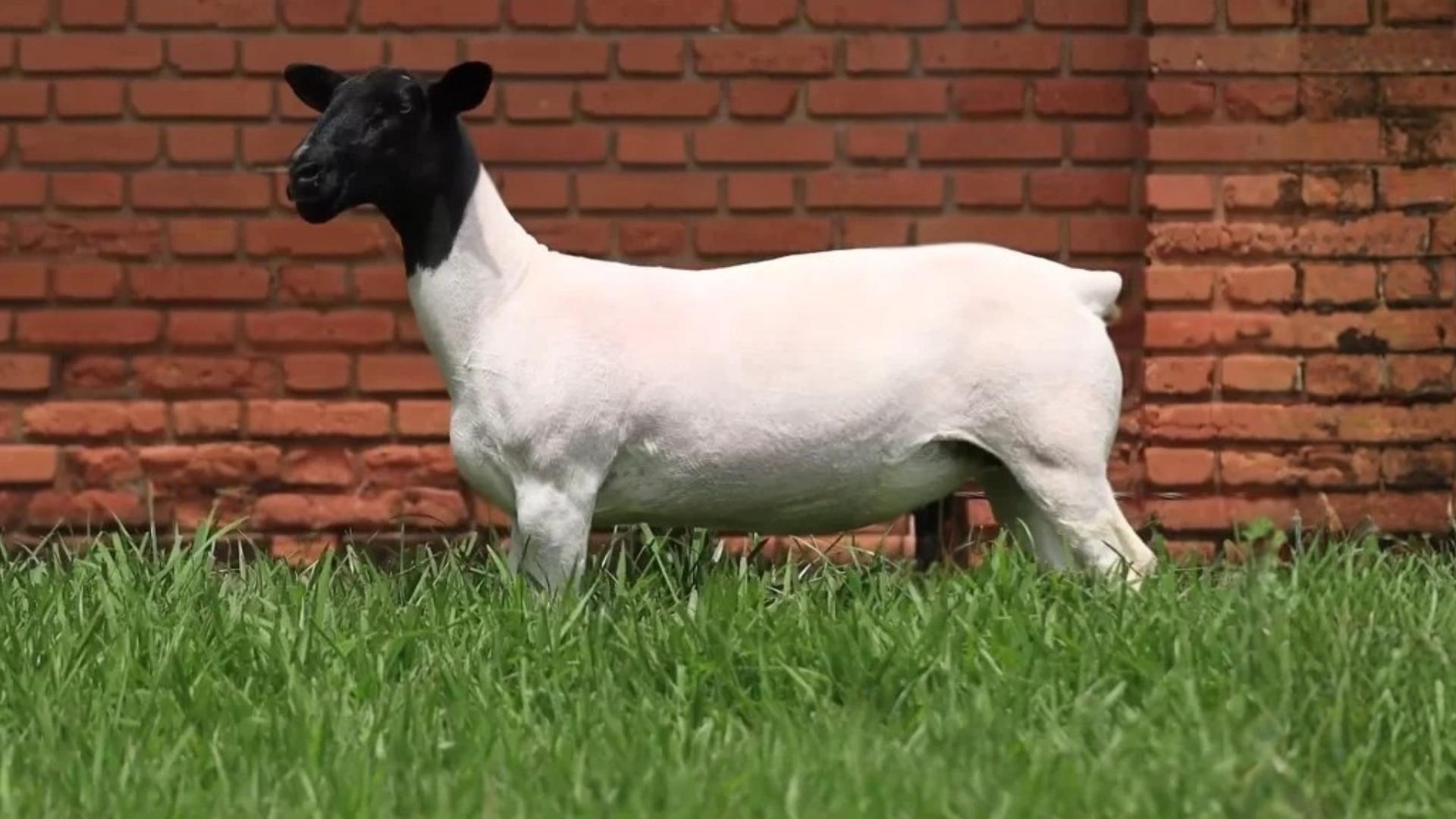 VPJ DORPER FIV5116